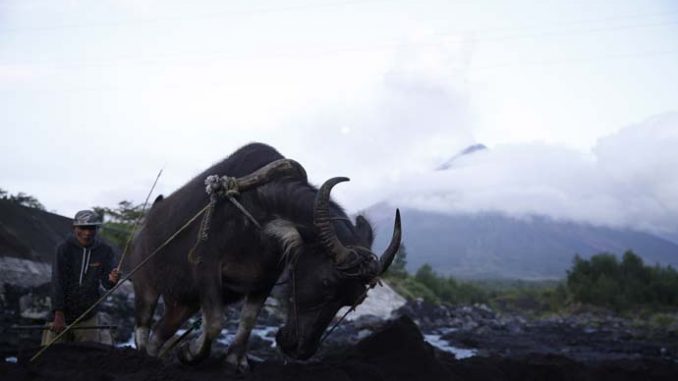 Mayon-resident-with-carabao