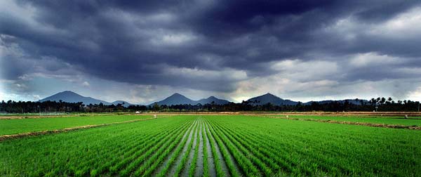 rice-and-the-environment-about