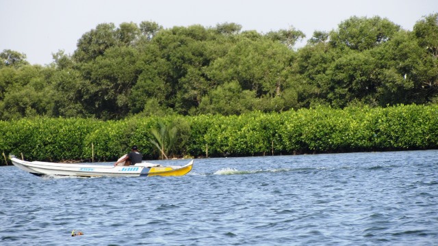 fisherman mangrove