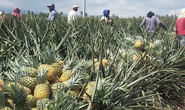 pinya-farm