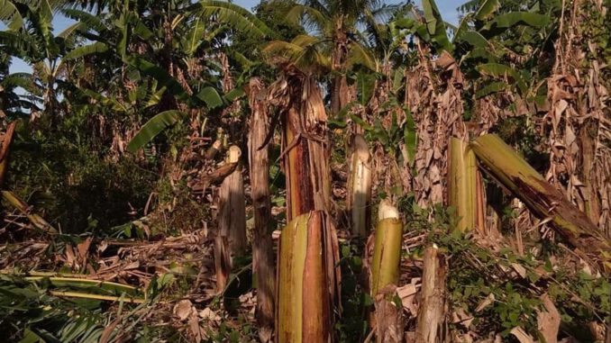 banana-trees-2-kmp